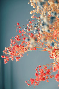 Low angle view of paniculata