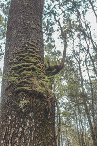 Low angle view of pine tree