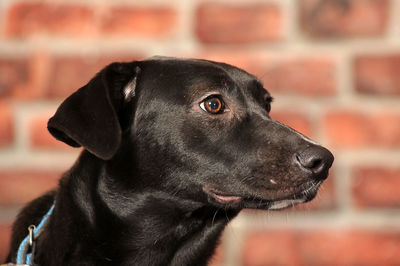 Close-up of dog looking away