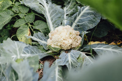 Close-up of fresh vegetables on plant