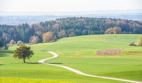 Scenic view of trees on field against sky