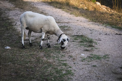 Sheep in a field