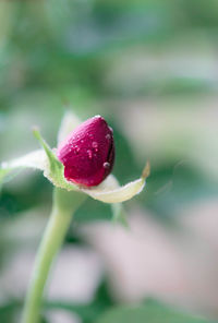 Close-up of red flower bud growing outdoors