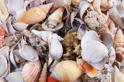 High angle view of shells for sale at market stall
