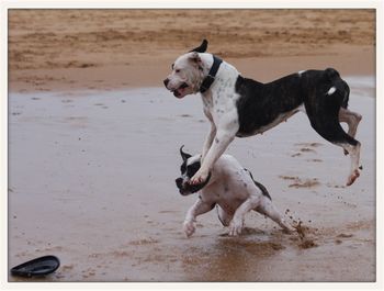 Full length of a dog running on beach