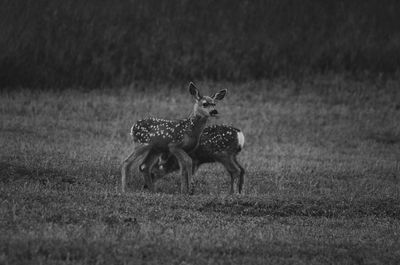 Deer in a field