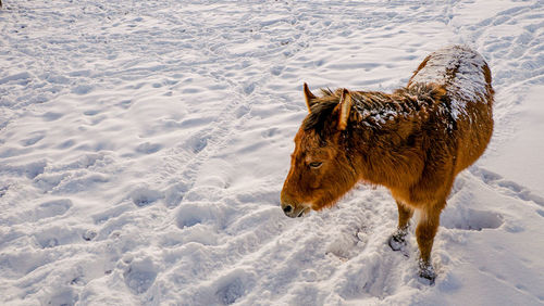 Orange-coloured donkey standing on snow covered landscape