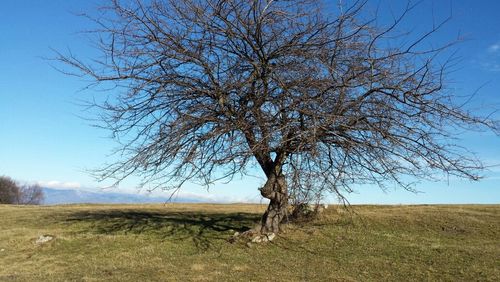 bare tree