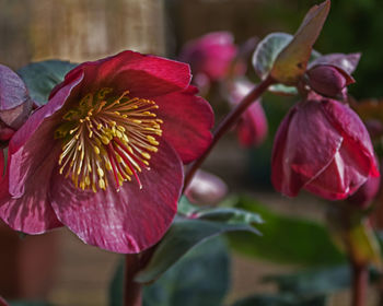 Close-up of flowers blooming outdoors