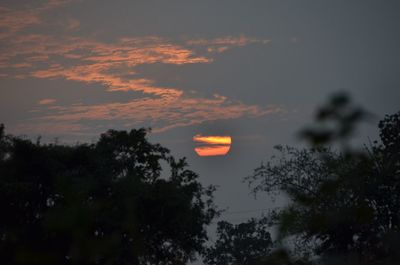 Low angle view of silhouette trees against sky during sunset