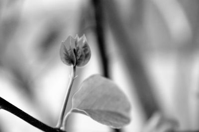 Close-up of flowering plant