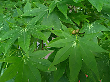 High angle view of raindrops on leaves