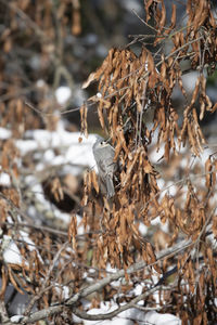 Close-up of dried plant