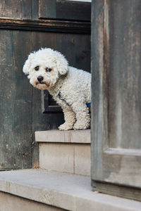 Portrait of dog lying on wood