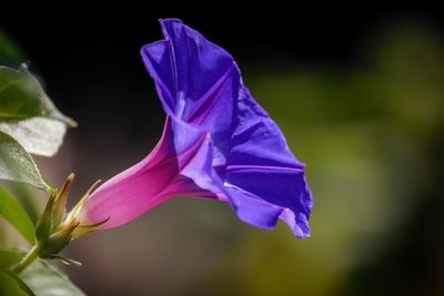 Close-up of flower against blurred background