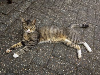 High angle view of cat resting on street