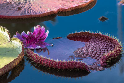 Close-up of flowers floating on water