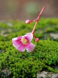 Close-up of pink flower on field