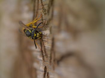 Close-up of insect