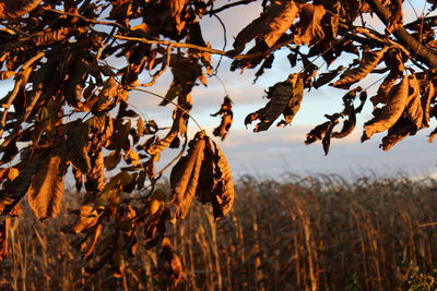 Close-up of dry leaves on plant against sky