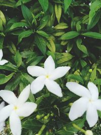 Close-up of white flowering plants