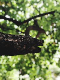 Close-up of lizard on tree trunk