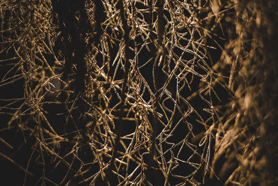 Full frame shot of bare trees at night