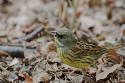 Close-up of bird perching on branch