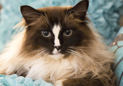 Close-up portrait of a cat