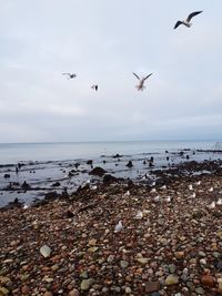 Birds on the shore of the baltic sea