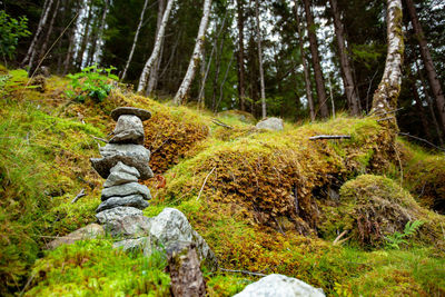 Rear view of stream amidst rocks in forest