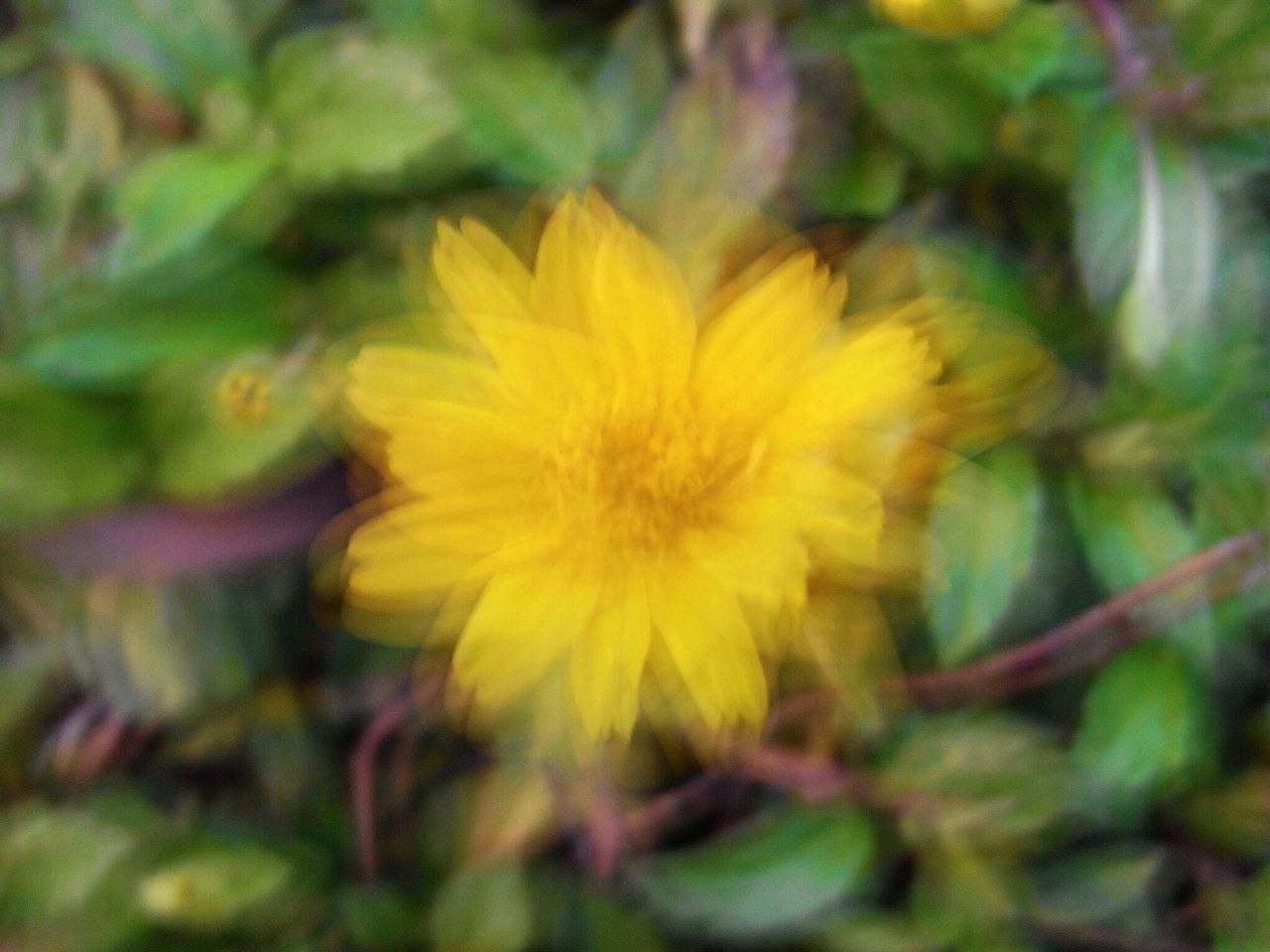 flower, yellow, growth, fragility, focus on foreground, freshness, close-up, petal, flower head, beauty in nature, plant, nature, selective focus, blooming, single flower, outdoors, stem, in bloom, day, no people