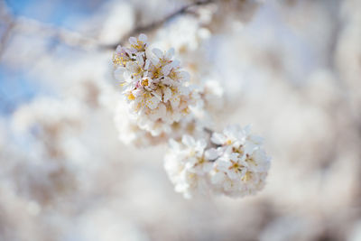 Close-up of white cherry blossom tree