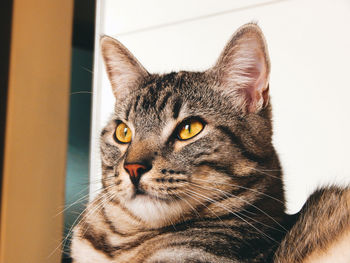 Close-up portrait of a cat