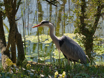Heron in the forest
