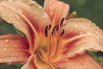 Close-up of wet day lily blooming outdoors