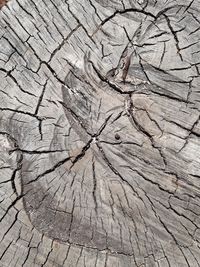 Full frame shot of tree stump