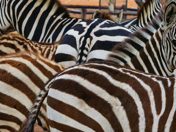 Close-up of zebra