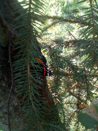 Pine tree in forest