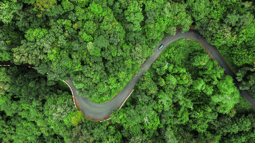 High angle view of ivy growing on tree