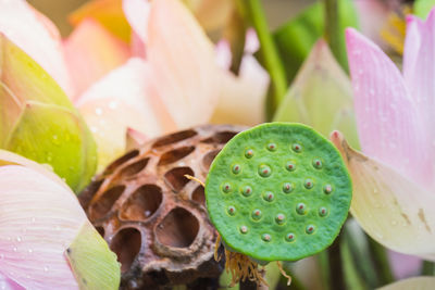 Close-up of lotus water lily