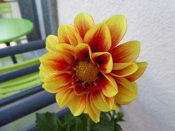 Close-up of yellow flowering plant