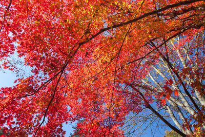 Low angle view of maple tree against sky