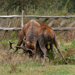 Deer grazing in a field