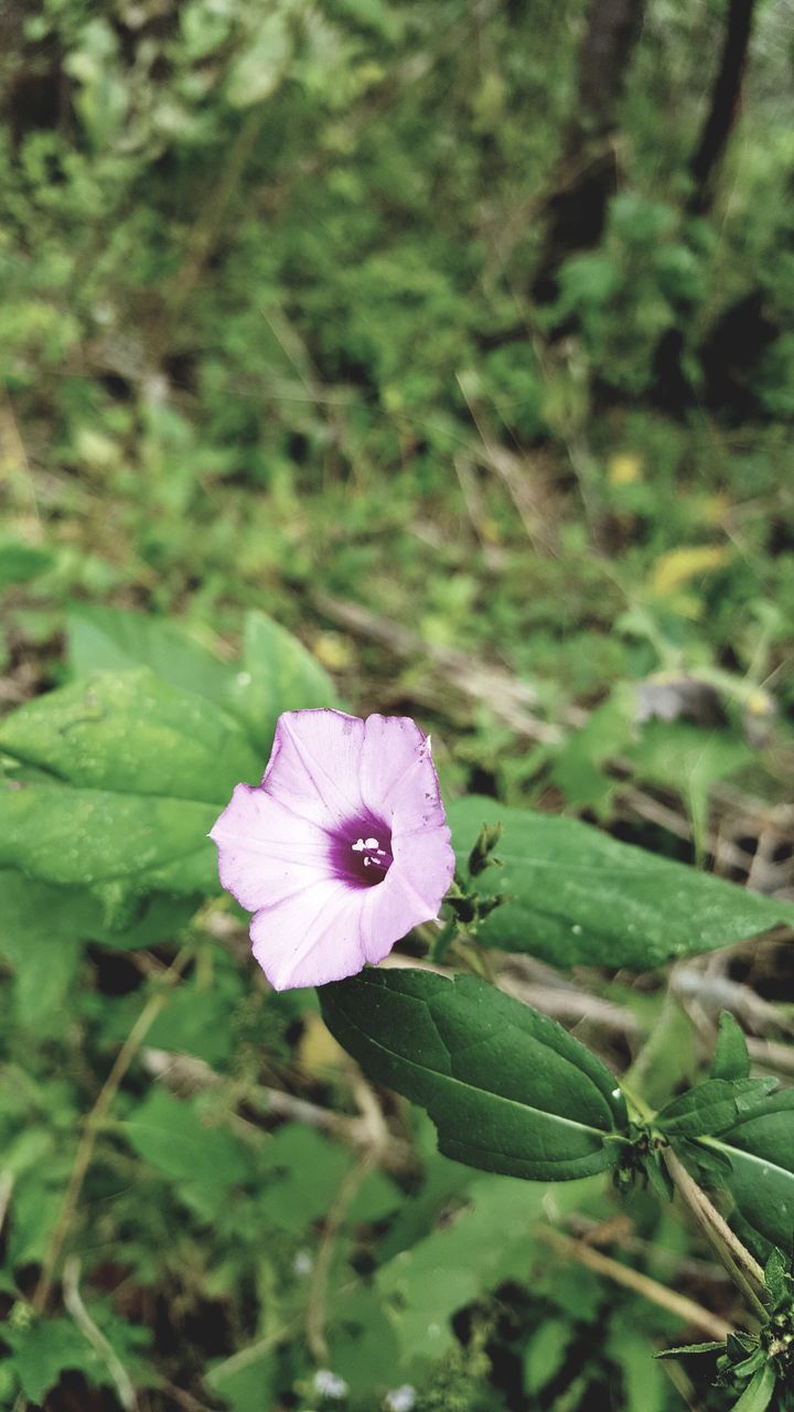 CLOSE-UP OF PURPLE FLOWERING PLANT