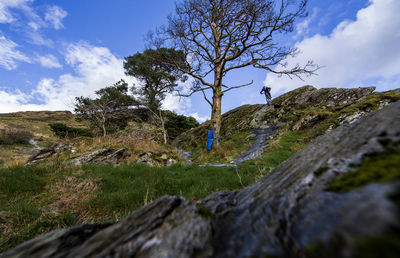 Trees and rocks on land against sky