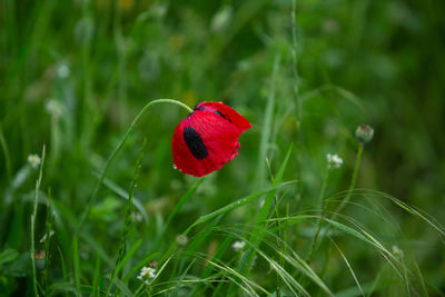 Close-up of red poppy flower on field