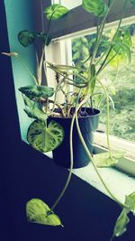 Plant growing in backyard