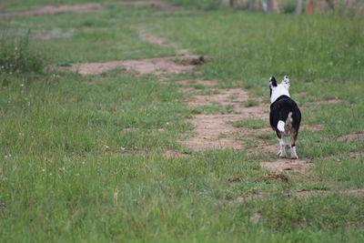 Dog running on grassy field
