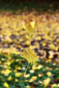 Close-up of yellow flower